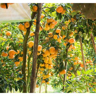 Giống Cây Hồng Giòn