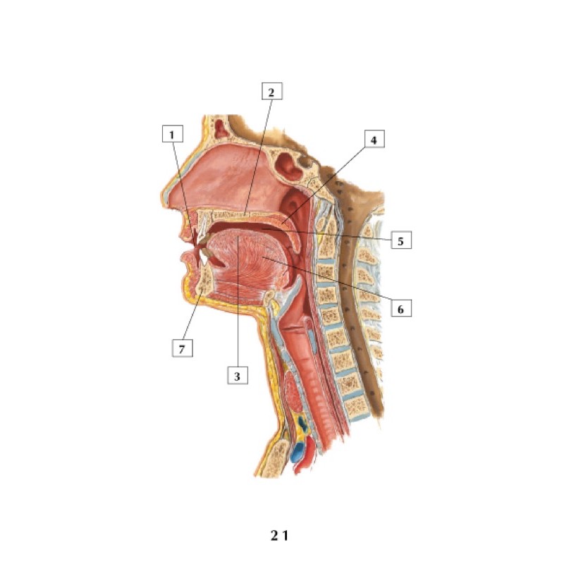 Sổ tay FA song ngữ (flashcard anatomy song ngữ)