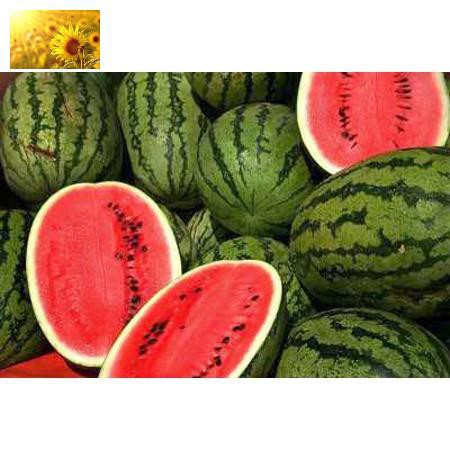 Hạt Giống Dưa Hấu Cao Sản  - MUA 3 TẶNG 1 CÙNG LOẠI