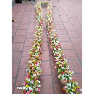 Hàng rào hoa thạch thảo 50cm