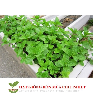 Hạt Giống Húng Bạc Hà 100 hạt