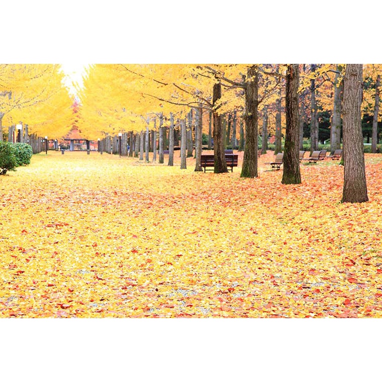 Cây ngân hạnh - cây bạch quả - cây rẻ quạt Ginkgo Biloba