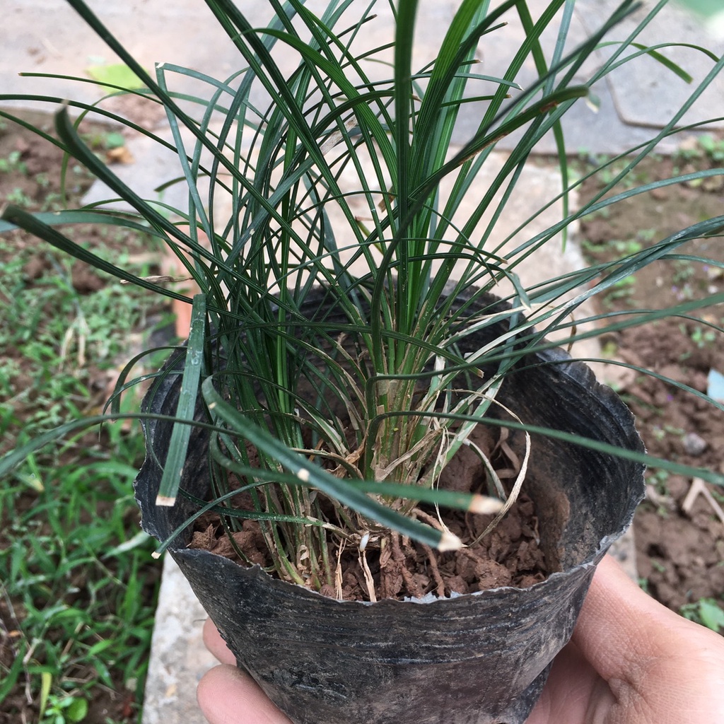 Cây CỎ Tóc Tiên Bụi Nhỏ Trồng Sẵn,Dễ Chăm Thích Hợp Làm Đường Riềm Sân Vườn