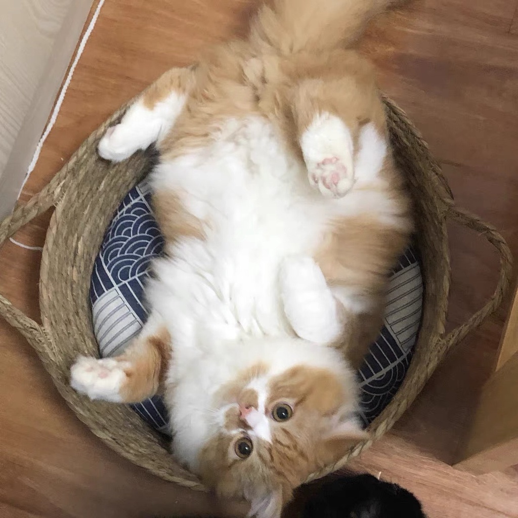 Ổ nằm cho thú cưng chất liệu mây tre đan thân thiện với môi trường, an toàn cho chó mèo - 4pets official
