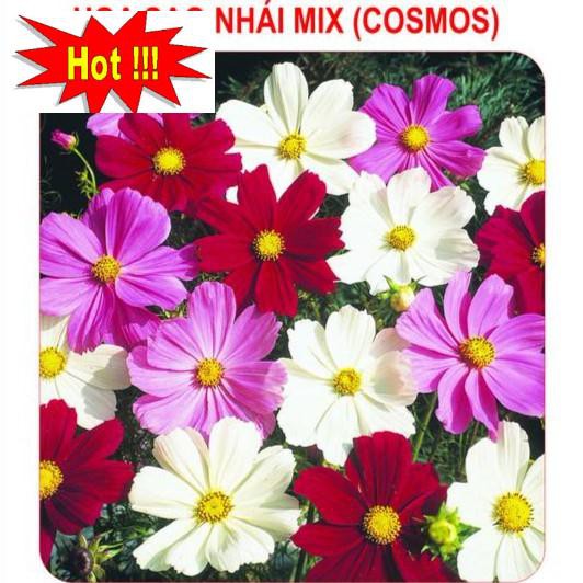 Hạt giống Sao nhái mix (100 hạt)