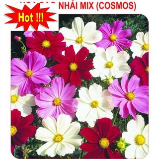 Hạt giống Sao nhái mix
