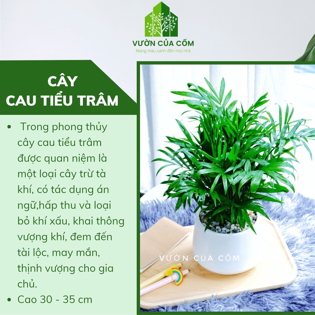 Cây cau tiểu trâm để bàn  kèm chậu sứ trắng mang phong thủy tài lộc , may mắn cho gia chủ .
