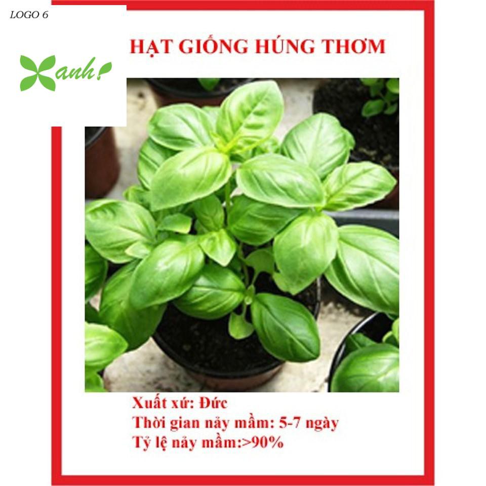 Gói 50 Hạt Giống Húng Thơm Trắng / Rau É Trắng / Rau Thơm Sả