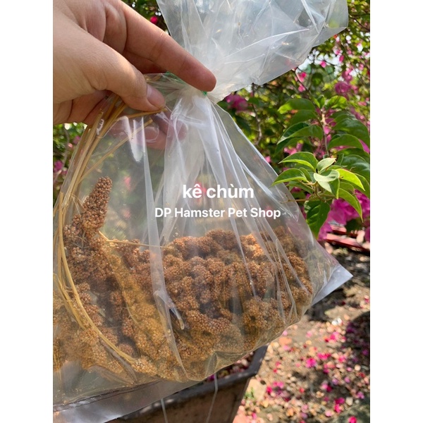 KÊ CHÙM CHO HAMSTER, CHIM, SÓC