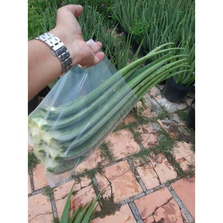 4kg bẹ nha đam tươi (chỉ giao khu vực miền Nam)