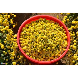 Combo 10 Cây Gióng Cúc Chi Vàng Rủ