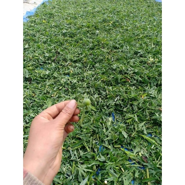 (GIÁ 1KG) Lá ngải cứu tại  vườn cắt phơi khô