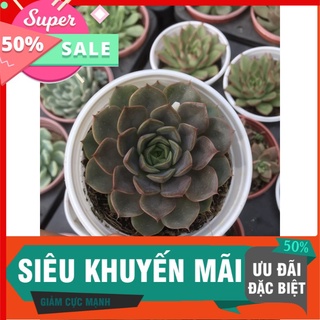 Sen hoa hồng sám trung