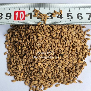 Hạt giống cỏ Mulato 2 gói 100g