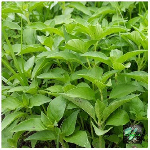 [Seeds] Hạt giống lá é trắng Rado (rau thơm sả), đóng gói 5gr