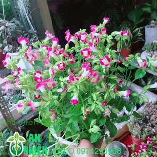 Chậu hoa ban sê hồng nhạt