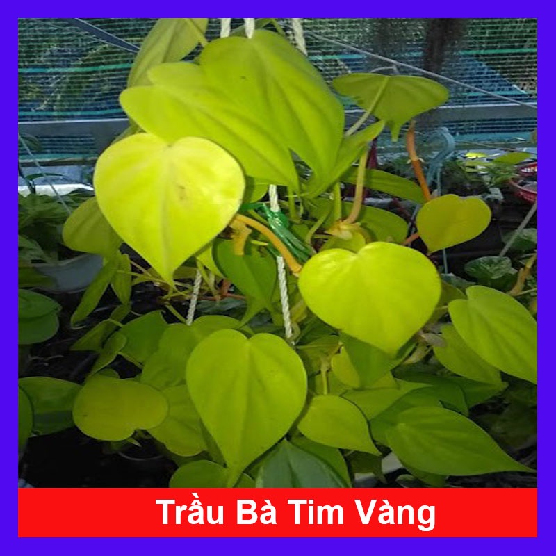 Cây Trầu Bà Tim Vàng - cây cảnh trong nhà - caykiengsadec