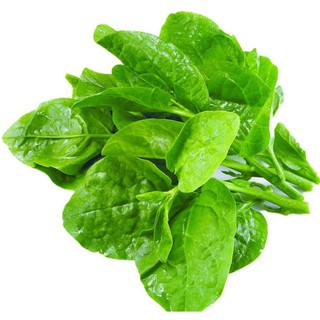 Hạt Giống Tốt Rau Mồng Tơi