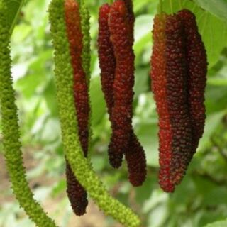 Cây dâu đài loan quả dài