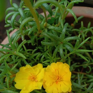 Mười giờ mỹ kép
