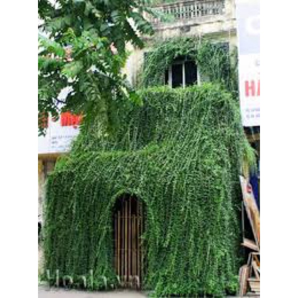 CÂY CÚC TẦN ẤN ĐỘ che nắng tự nhiên