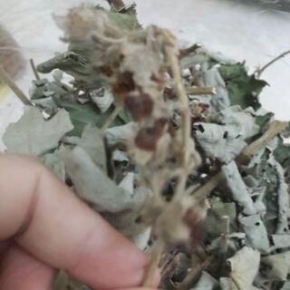 CÂY MÂM XÔI phơi khô