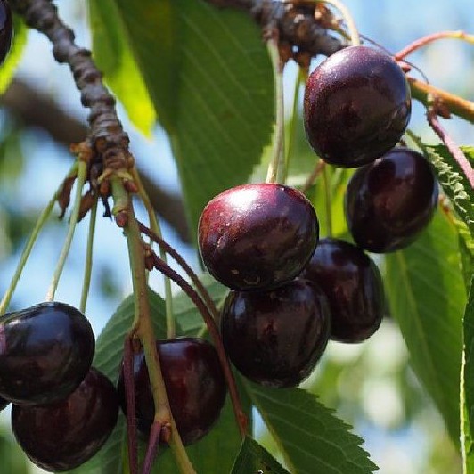 Hạt giống cây ăn trái cherry nhiệt đới 10 hạt - tặng kèm 3 viên nén kích thích hạt nảy mầm -HG1