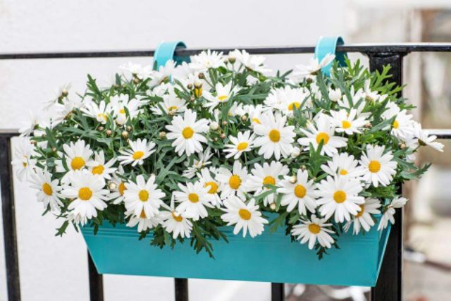 Gói 100 hạt, Hạt giống hoa cúc chi trắng, hoa cúc họa mi