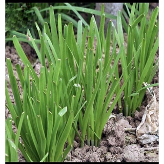 cây hẹ giống :củ hẹ