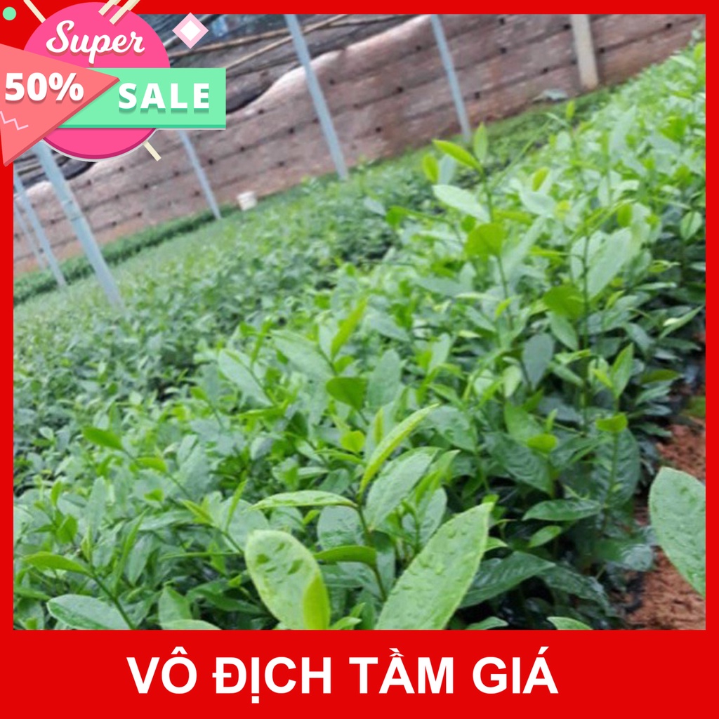 Giống Chuẩn CÂY TRÈ XANH UỐNG NƯỚC