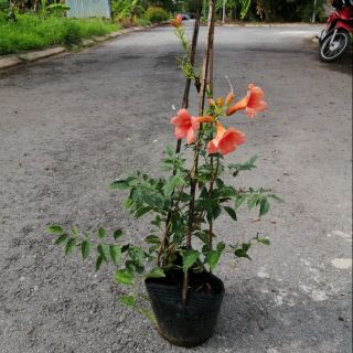 Dây leo đăng tiêu, dây leo lan tiêu chịu nắng tốt cho hoa đẹp