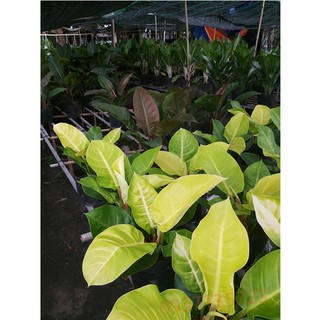 Cây Trầu Bà Đế Vương Vàng
