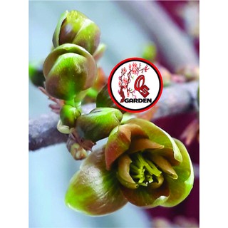 Hoa mai xanh Phước Lộc Thọ_cây ghép chuẩn