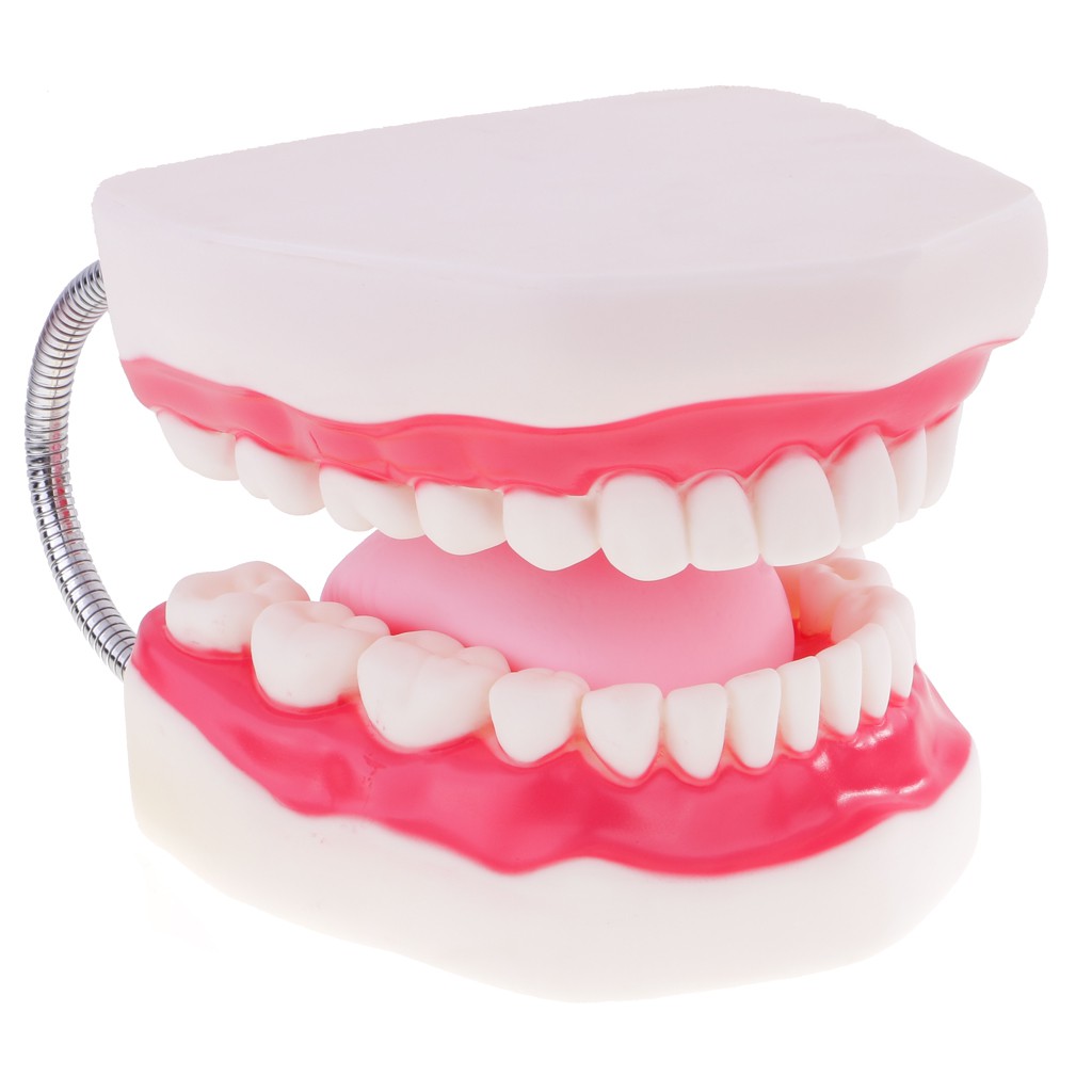 Human Mouth Dental Teeth Tongue Model School Teaching Tools Magnification 6x