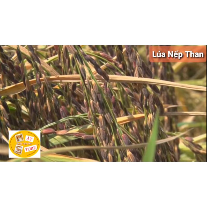 1Kg Nếp Lứt Than Miền Tây (Thực Dưỡng)