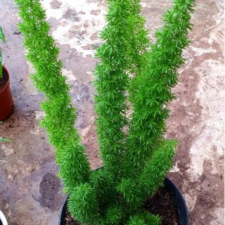 Cây trúc đuôi chồn