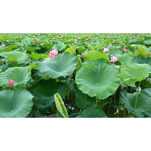 Trà lá sen non vo viên sấy lạnh 100g