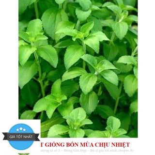 GÓI 50 Hạt Giống Cỏ Ngọt Stevia NẢY MẦM TỐT