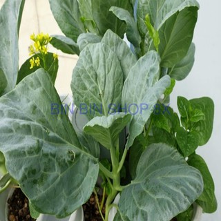 Hạt giống rau cải làn - 20 gr
