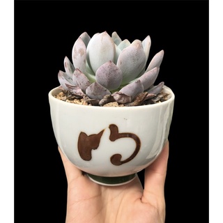 SEN ĐÁ MONROE THUẦN BB GARDEN TRÊN 7CM