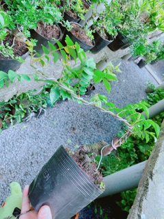 Cây Khế Bonsai