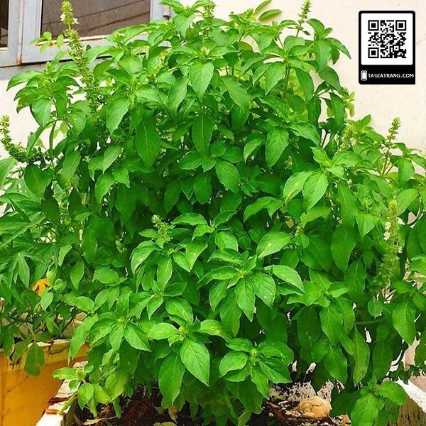 Hạt giống lá é trắng  - Shop hạt giống Tạ Gia Trang