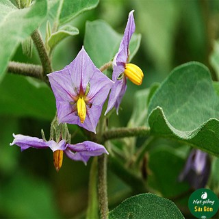 Hạt Giống Cà Trứng