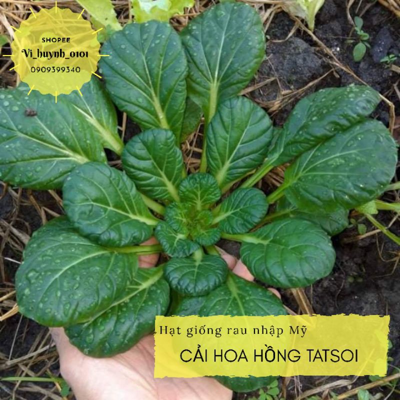 Hũ 1gr (~300 hạt) hạt giống CẢI HOA HỒNG TATSOI MỸ giống hữu cơ Jonny seed vừa đẹp, vừa chịu nhiệt lại siêu dễ trồng