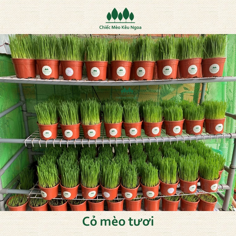 [HOẢ TỐC] Cỏ mèo tươi Benzy Nâu - Tiệm Mèo Moa
