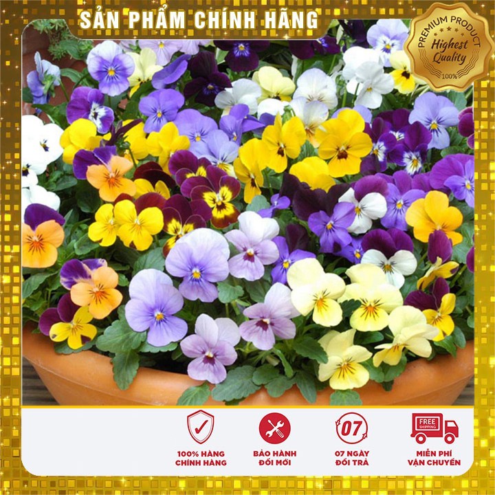 BỘ 2 gói hạt giống hoa bướm PANSY nhiều màu tặng kèm 01 gói phân bón