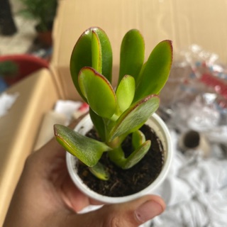 SEN ĐÁ THẠCH BÍCH 4-6CM THÂN CAO CHẮC KHOẺ