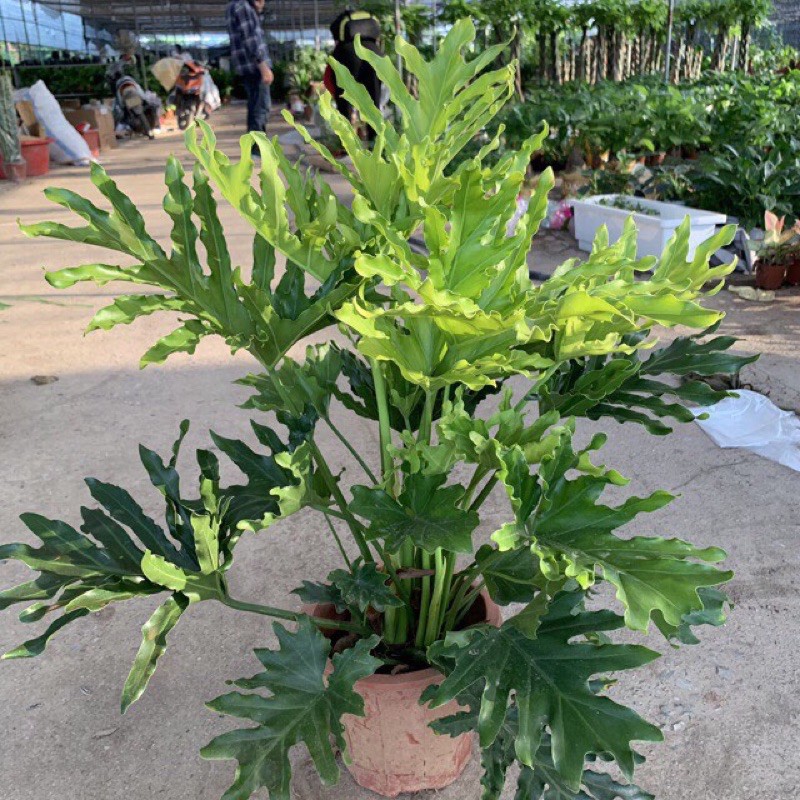 CÂY TRẦU BÀ THANH XUÂN, Trầu bà lá xẻ