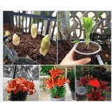 COMBO 5 CỦ HOA LY LÙN GIỐNG THƠM CHUẨN