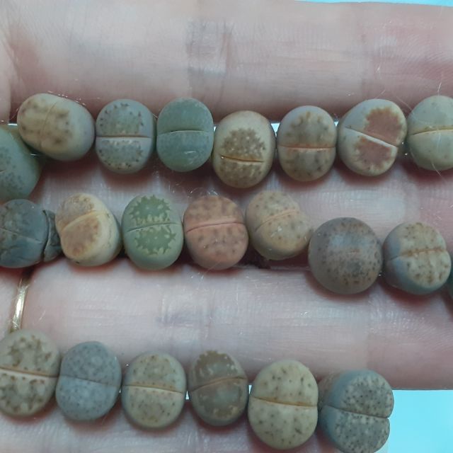 Combo thạch lan lithops 10 cây 100k size 0.8 - 1.2cm